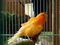 أجمل طائر كناري