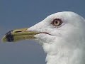 landGulls Retrospective \ landGulls Retrospective \