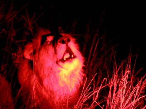 lions roar
