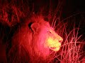 Lion Roar! Lion Roar!