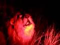 Lion Roar!