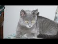 I MIEI PICCOLI AMICI GATTI E CANE