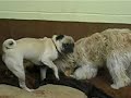 Thor, Olive and Olivia-more couch wrestling!