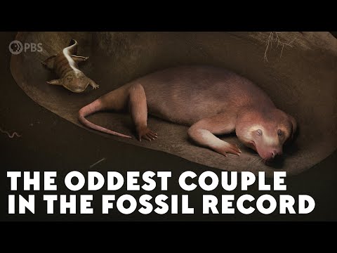 The Oddest Couple in the Fossil Record