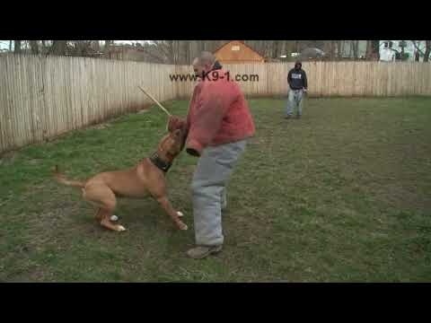bandog