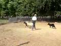 Boyero de Flandes video