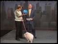 Nellie Valentine the Famous Pig On Letterman