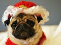 Christmas Gone To The Dogs