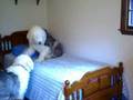 Antiguo Perro Pastor Inglés video