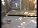 Malinois puppies Cora x Eros breeding