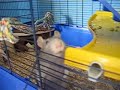 Rats eating worms