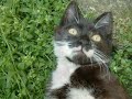 neko neko
