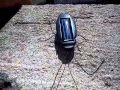 (uploaded by douglasjam)&nbsp;Novel Solar Powered Cockroach (Black)