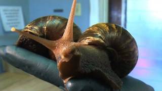 Beurk ! Des escargots géants et gloutons attaquent Miami