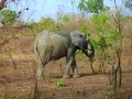Ghana Elphant Ghana Elphant