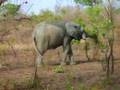 Ghana Elphant
