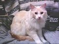 Fluffy Cat Turkish Van in his Favorite Chair