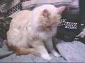 Fluffy Cat Turkish Van in his Favorite Chair