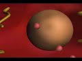 Cell Cour - Animation