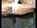 Eisbärbaby Flocke schwimmt im Wasser Eisbärbaby Flocke schwimmt im Wasser