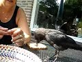 hungry bird