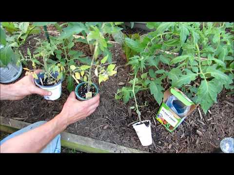 video-linktoworks-Tomato Growing Tips (1-6): Buying Healthy Transplants,...