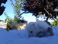 English Bulldog puppies play to the yakety sax tune English Bulldog puppies play to the yakety sax tune