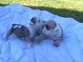 English Bulldog puppies play to the yakety sax tune