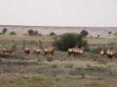 Antilopes a Kimberley Antilopes a Kimberley