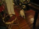 Sage and Gizzie