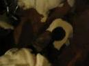 Sage and Gizzie
