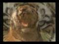 videos de Lions Versus Tigers Let the Bodies Hit the Floor