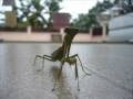 videos de Praying Mantis vs Insects