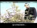 Green House Super Silver Haze Grow with Italian Subtitles Green House Super Silver Haze Grow with Italian Subtitles