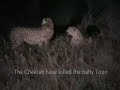 Death by CHEETAH/ HYENA