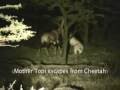 Death by CHEETAH/HYENA