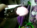 el sambuche con un chiOto ademtrÖh :B el sambuche con un chiOto ademtrÖh :B