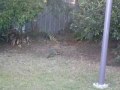 Satin Bower Bird display