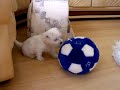 Малыши играют