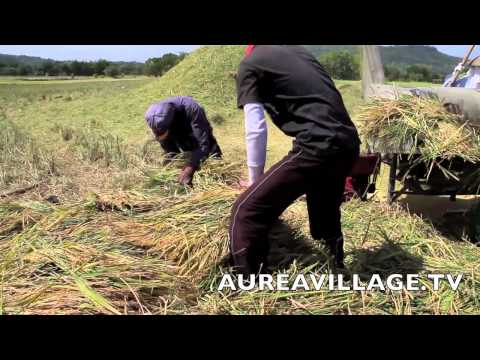 how to harvest rice in the philippines