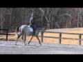 videos de Joshua--- TB gelding for sale in GA  (Flat work)
