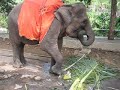 Bandar Lampung elephant ride