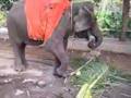 Bandar Lampung elephant ride