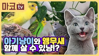 광고주:(주)마코펫  Tittle: 유튜브 멍냥tv채널 영상제작