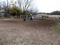 videos de Orso-Farm Finnish Lapphund herding sheep