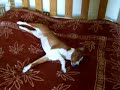 Hapu rolling on the bed