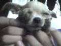 Valentina chihuahua2