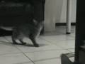 spelende somalikittens