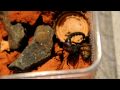 Parabuthus villosus 'black' hunting Blaptica dubia (Scorpion and roach) in HD