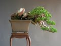 Shohin I styled